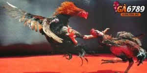 Các trường gà lớn ở Campuchia - Thánh địa của những chiến kê bất bại