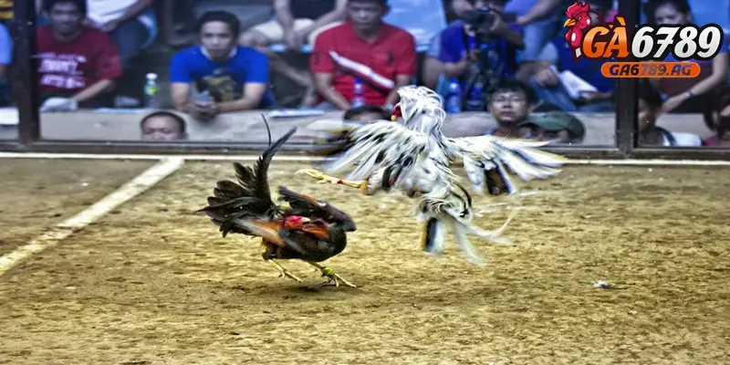 Các trường gà phải đảm bảo đáp ứng nhiều tiêu chí