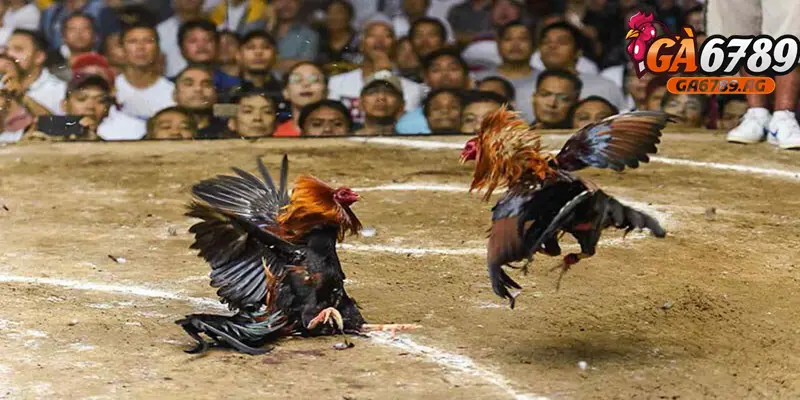 Campuchia - Thiên đường đá gà trực tuyến