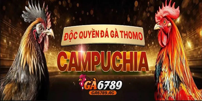 Thomo - Trường gà đẳng cấp thế giới