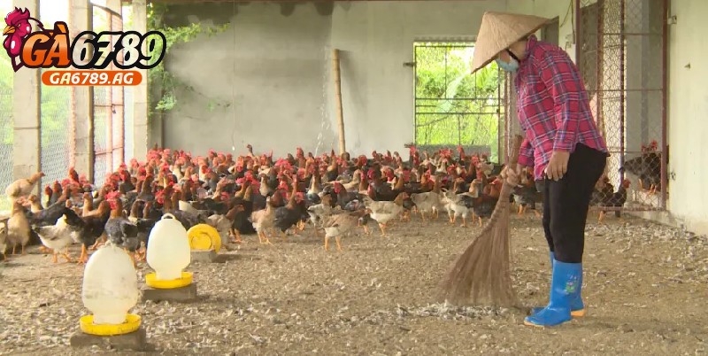 Bảo đảm chuồng nuôi gà sạch sẽ, vệ sinh