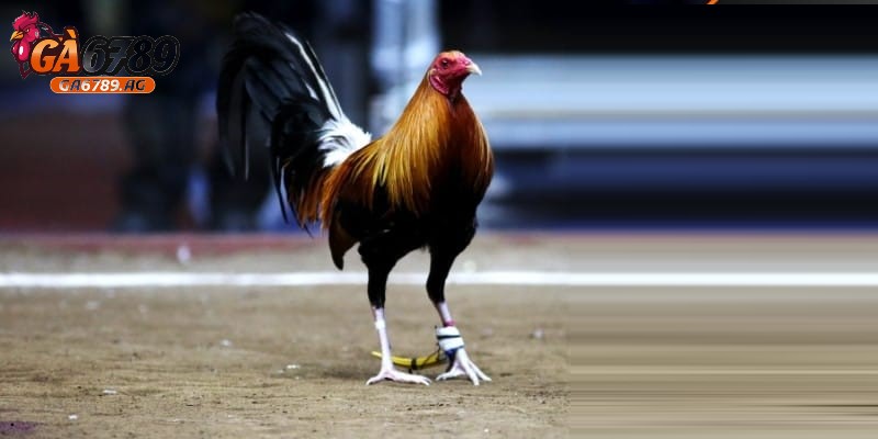 Cách nuôi gà đá chuẩn nhất: Bí quyết từ A đến Z cùng GA6789