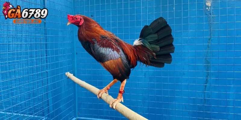 Cần chăm sóc gà đúng cách trước và sau khi thi đấu