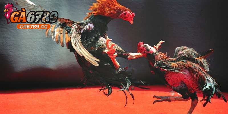 Cần quan tâm đến lịch tập luyện đá gà