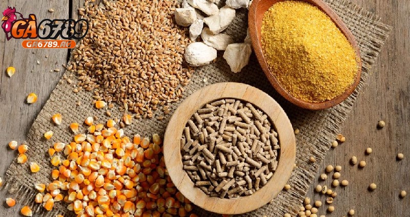 Chú ý đến chế độ dinh dưỡng của gà