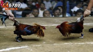 Đá gà cựa dao có hợp pháp không? Giải đáp chi tiết