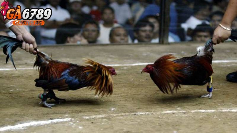 Đá gà cựa dao có hợp pháp không? Giải đáp chi tiết