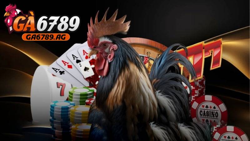 da ga cua dao duoc ga6789 cung cap nhieu tran cau dinh cao Đá gà cựa dao được GA6789 cung cấp nhiều trận cầu đỉnh cao