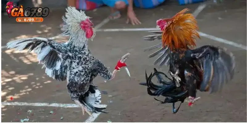 da ga cua dao mang den su kich tinh hap dan Đá gà cựa dao mang đến sự kịch tính, hấp dẫn