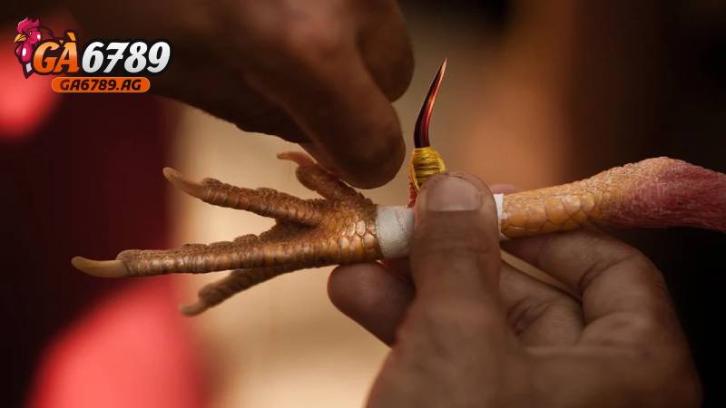 Đá gà cựa dao mục đích làm tăng thêm sự sát thương giúp trận đấu diễn ra nhanh chóng