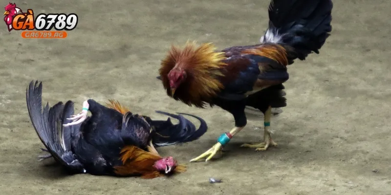 Đá gà tre an toàn hơn các hình thức thi đấu chọi gà khác