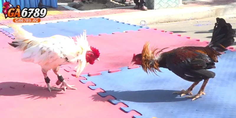 Đá gà tre hoàn toàn không gây nguy hiểm cho người xem