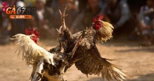 Gà đá chết có ăn được không? Giải đáp cùng chuyên gia