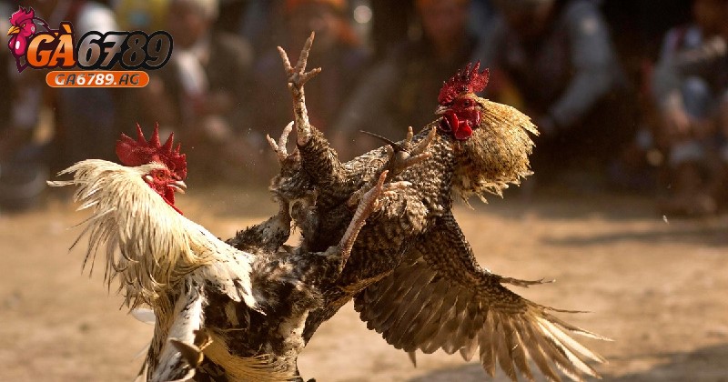 Gà đá chết có ăn được không? Giải đáp cùng chuyên gia