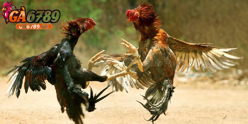 Gà đá chết không có bệnh lý có thể ăn được