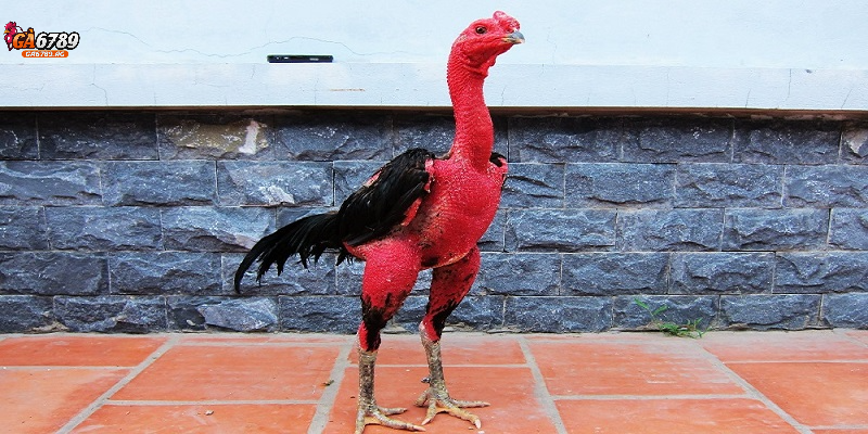 Gà nòi dáng cao lớn, cơ bắp, oai vệ