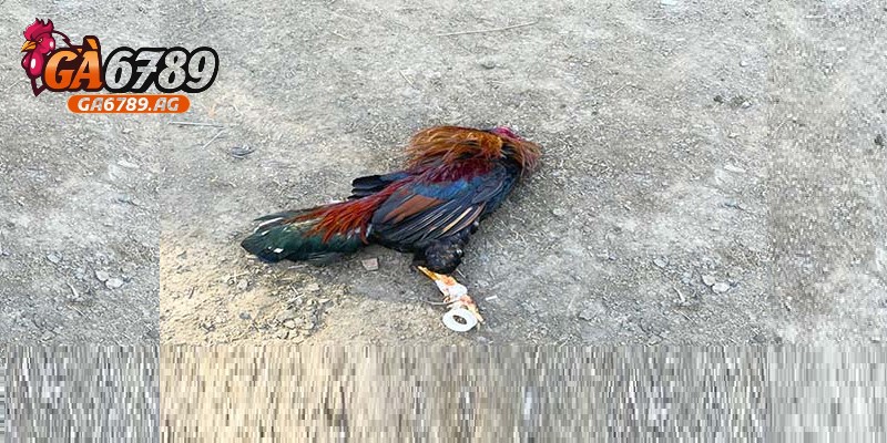 Gà tiêm hóa chất bị chết không nên ăn