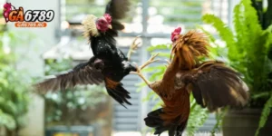 Gà tre đá có nguy hiểm không? Tìm hiểu chi tiết từ A đến Z