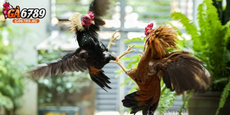 Gà tre đá có nguy hiểm không? Tìm hiểu chi tiết từ A đến Z