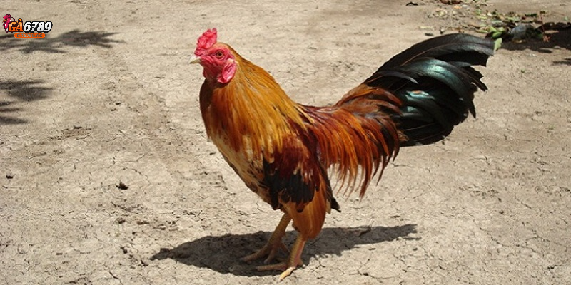 Gà tre đá nhỏ, trọng lượng chỉ vài trăm gram