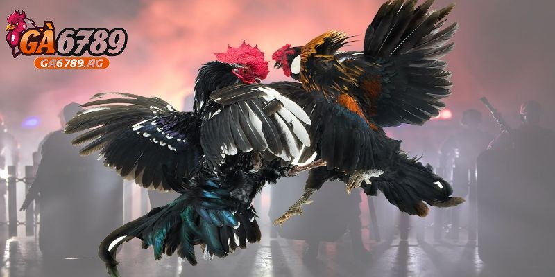 Học chơi đá gà từ cơ bản đến nâng cao cùng cao thủ GA6789