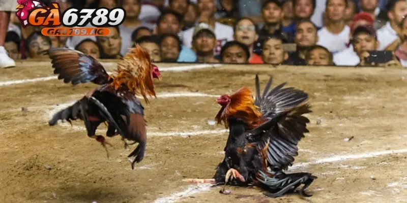 Hướng dẫn chi tiết cách tham gia chơi đá gà trực tuyến tại GA6789.