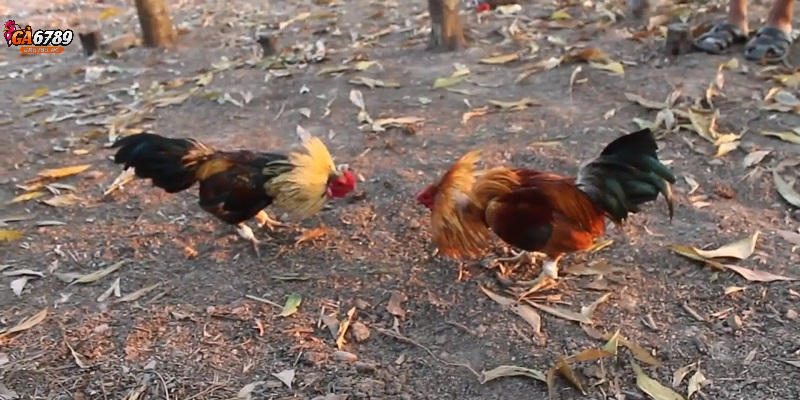 Khả năng chiến đấu của gà tre đá