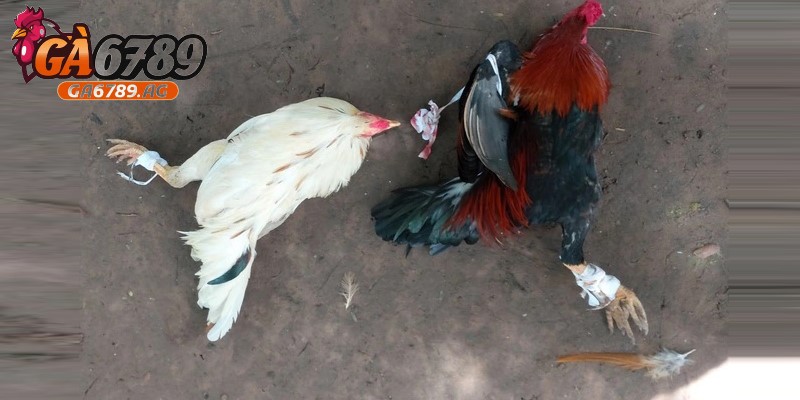 Không nên ăn gà đá chết do dịch bệnh