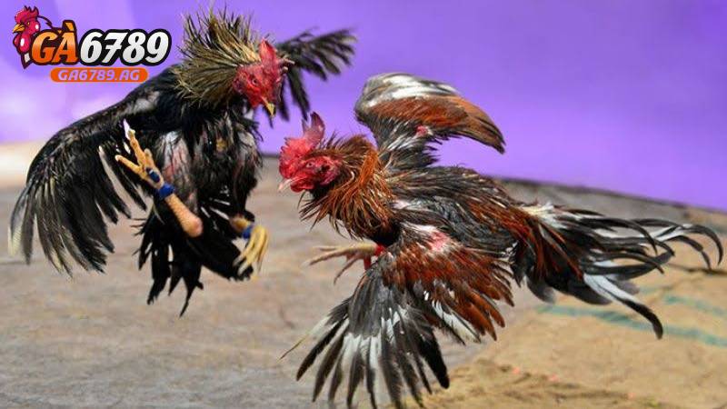 Lý do khiến đá gà cựa dao bị hạn chế tại Việt Nam