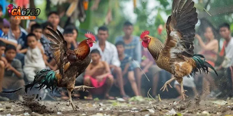 mot so quy dinh co ban cua mot tran da ga Một số quy định cơ bản của một trận đá gà