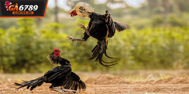 nam ro luat de choi ca cuoc da ga online hieu qua