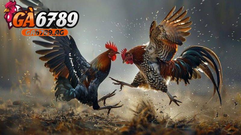 nghien cuu ky cac cua cuoc khi ban soi keo choi ga cua dao tai ga6789 Nghiên cứu kỹ các cửa cược khi bạn soi kèo chọi gà cựa dao tại GA6789