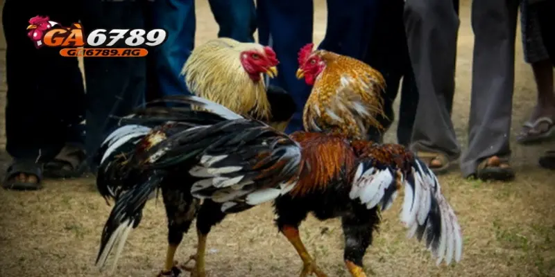 Những kinh nghiệm chơi đá gà hiệu quả tại GA6789  nên áp dụng. 