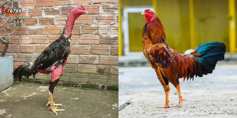 Bật mí cách phân biệt gà nòi và gà tre đá chuẩn xác nhất